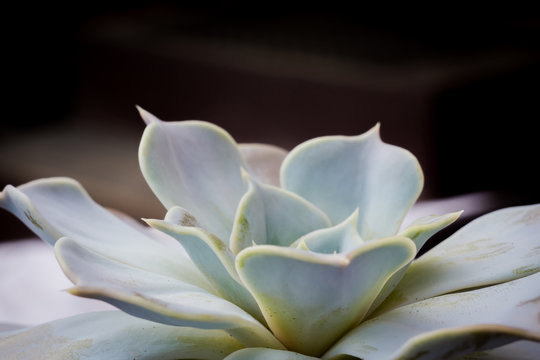 Echeveria succulent plant © AnnaPa