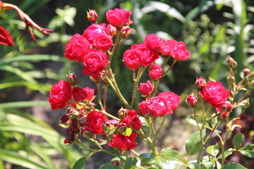 Bud of red rose
