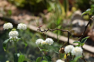 Dragon fly  in the garden North Cyprus