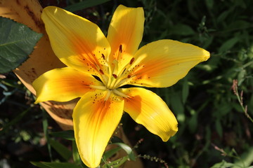 Fototapete bei efototapeten.de bestellen   