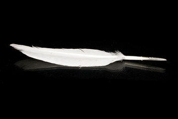 bird feather isolated on a black background