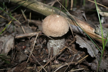  Mushroom berry growing in the forest