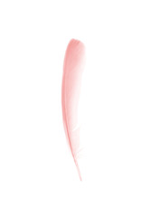 coral pink feather on white background