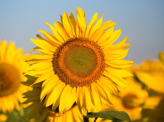 Obraz premium girasol