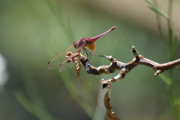 Dragon fly  in the garden North Cyprus