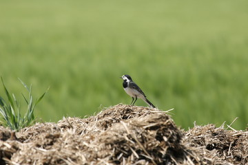 Bergeronnette grise (Motacilla alba)