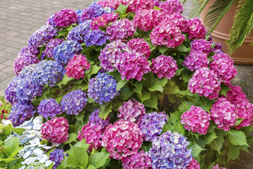 Blooming Pink and Purple  Hydrangea Flowers in a Garden
