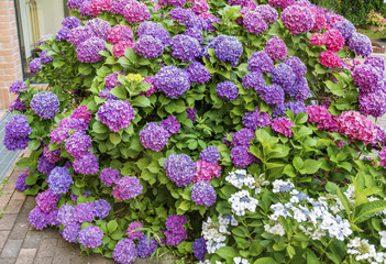 Fototapeta premium Blooming Pink and Purple Hydrangea Flowers in a Garden