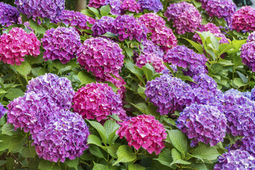 Blooming Pink and Purple  Hydrangea Flowers in a Garden