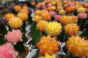 Small cactus, succulent and haworthia plants on the flower pots and display idea in front of cacti shop at the outdoor market