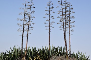 North Cyprus cactus flower