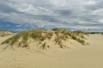 High green grass grows on the sand dune