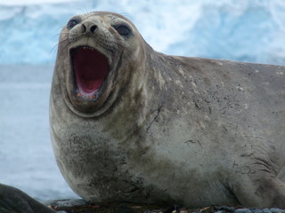 Yawning elephant seal