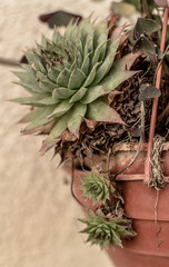 Garden plants Outdoor photography.