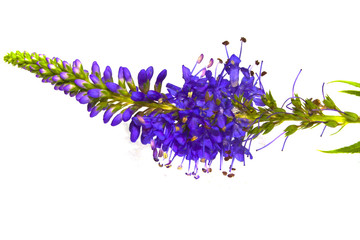 flower isolated on white background