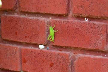 Big green grasshopper 