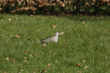Tourterelle turque (Streptopelia decaocto)