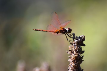Dragon fly  in the garden North Cyprus
