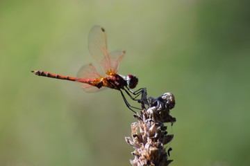 Dragon fly  in the garden North Cyprus