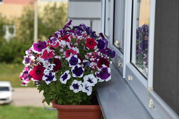 petunia, flower, pot, pink, decoration, floral, balcony