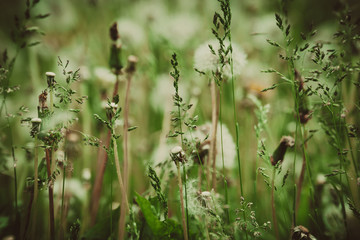 White dandelions in the grass filtered