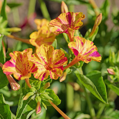 Wunderblume, Mirabilis jalapa