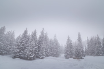Winter scenery in the mountains, with a fir tree forest, on an overcast, misty, day