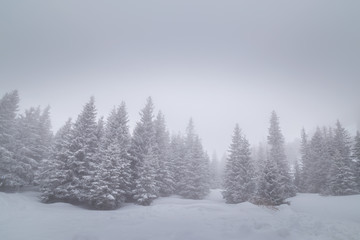 Fototapeta na wymiar Winter scenery in the mountains, with a fir tree forest, on an overcast, misty, day