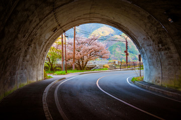 Fototapeta na wymiar sakura tree at the end of tunnel.