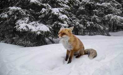 Wild red fox in alpine environment, in winter