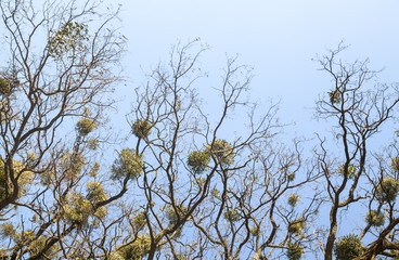 Bare trees with mistletoes