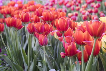 Tulips Flowers