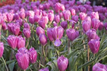 Tulips Flowers
