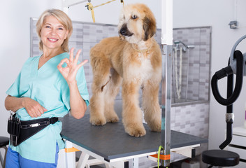 woman hairdresser posing with Afghan puppy Shepherd in beauty salon for animals