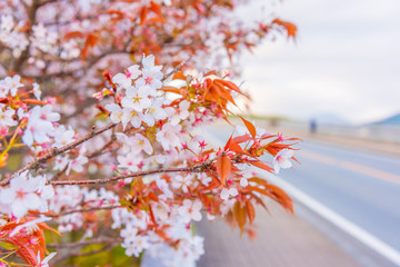 pink sakura flower (cherry blossom) in Japan.
