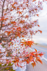pink sakura flower (cherry blossom) in Japan.
