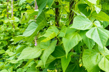 Growing the beans (Phaseolus vulgaris)