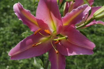 lillium8