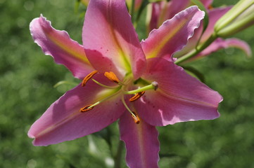lillium5