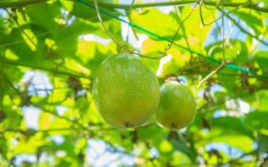 green passion fruit