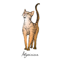 Abyssinian, cat breeds illustration with inscription, hand drawn colorful doodle, sketch, vector