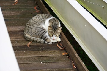white strip cat on the wood floor