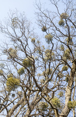 Bare trees with mistletoes