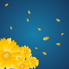 Fototapeta na wymiar Flower Background, Chrysanthemum, Petals 