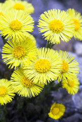 Yellow coltsfoot flowers (Tussilago farfara)