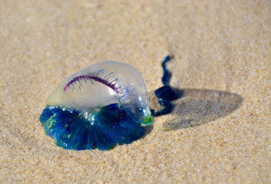 Blue bottle in the sun on a Queensland beach in Australia