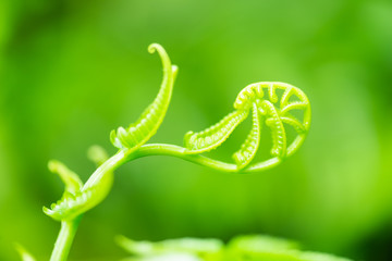 Green fern and green backgroud