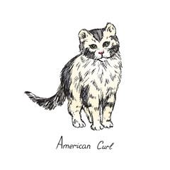 American curl, cat breeds illustration with inscription, hand drawn colorful doodle, sketch, vector