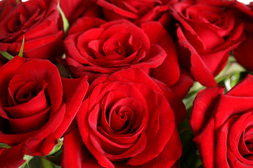 Beautiful red rose flowers as background, closeup