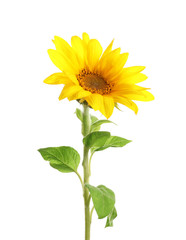 Naklejka premium Beautiful bright yellow sunflower on white background